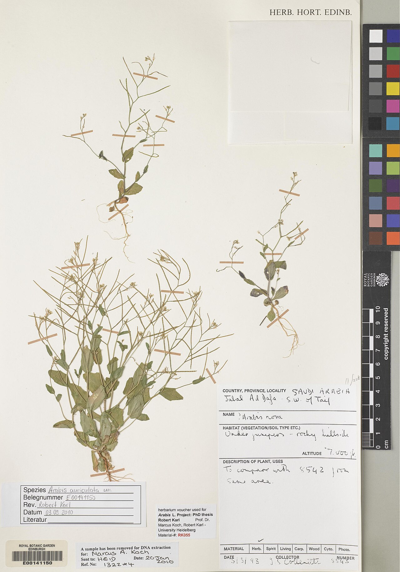 Arabis nova: Arabis nova — Herbarium specimen from Jabal Ad Dafa, S.W. of Taif., Saudi Arabia. Habitat: Under Juniperu., rocky hillside... Collected by Collenette, Iris Shei