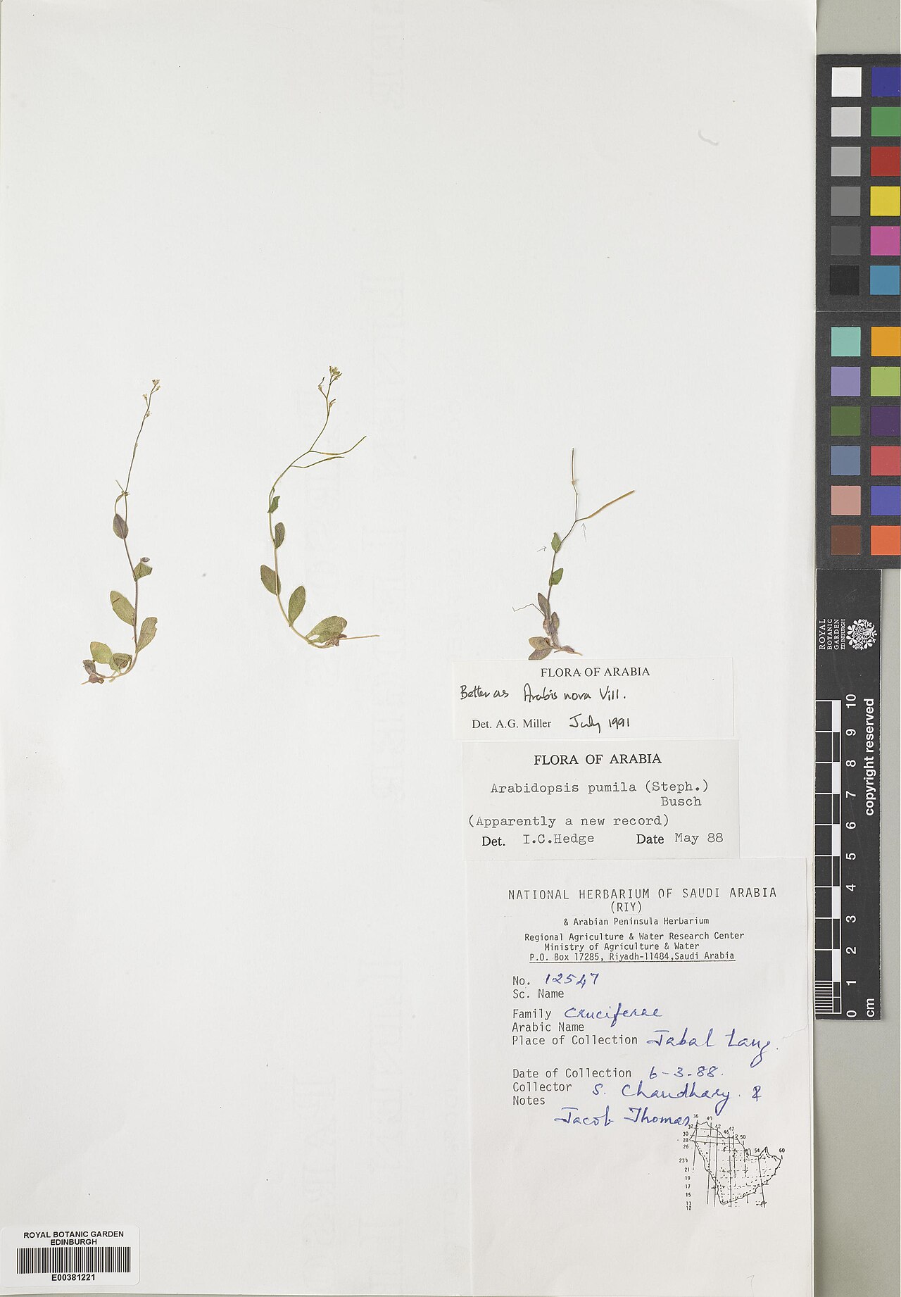 Arabis nova: Arabis nova — Herbarium specimen from Jabal Lang, Saudi Arabia. Recorded 1988-03-06. Recorded in GBIF occurrence 575358898 .