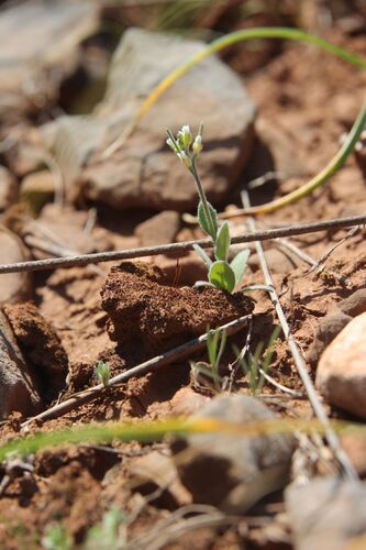 Arabis parvula (Arabis parvula)