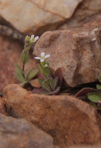 Arabis parvula (Arabis parvula)
