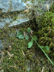 Spreading rockcress (Arabis patens)