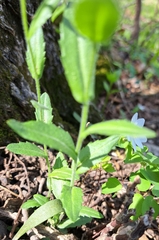 Spreading rockcress (Arabis patens)