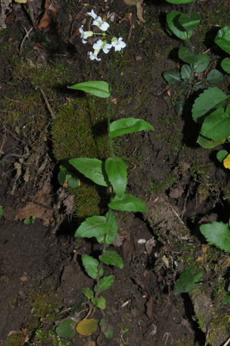 Spreading rockcress (Arabis patens)