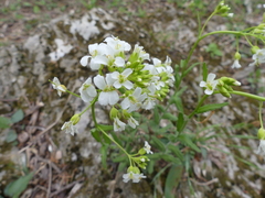 Spreading rockcress (Arabis patens)