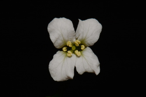 Spreading rockcress (Arabis patens)
