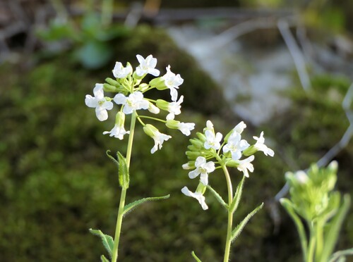 Spreading rockcress (Arabis patens)