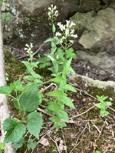 Spreading rockcress (Arabis patens)