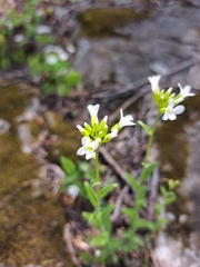 Spreading rockcress (Arabis patens)