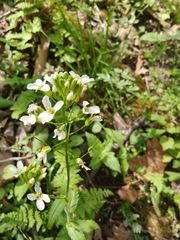 Spreading rockcress (Arabis patens)