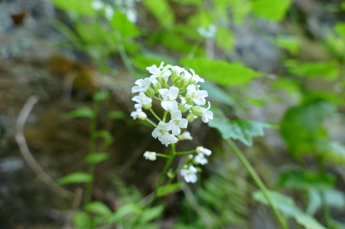Spreading rockcress (Arabis patens)
