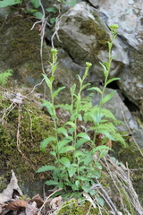 Spreading rockcress (Arabis patens)