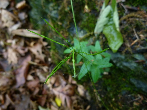 Spreading rockcress (Arabis patens)