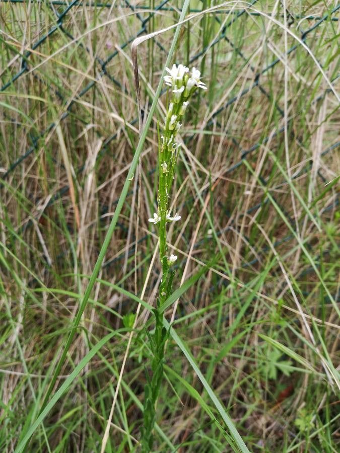Arabis planisiliqua (Arabis planisiliqua)