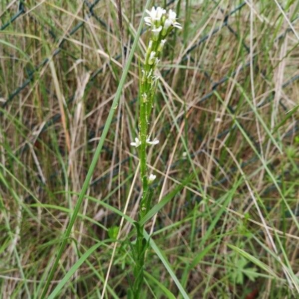 Arabis planisiliqua (Arabis planisiliqua)