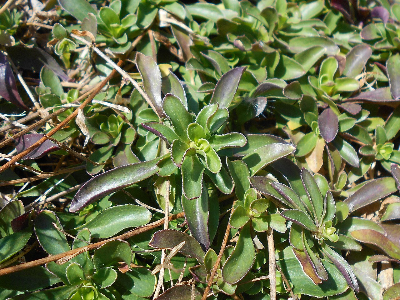 Running rockcress: Arabis procurrens , UMCS Botanical Garden in Lublin, Poland.