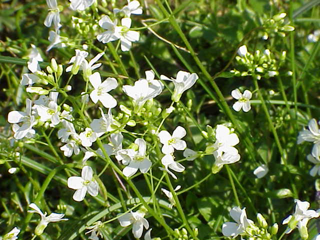 Running rockcress: Species : Arabis procurrens Family : Cruciferae Image No. 2