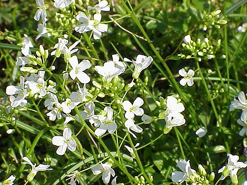 Running rockcress: Species : Arabis procurrens Family : Cruciferae Image No. 2