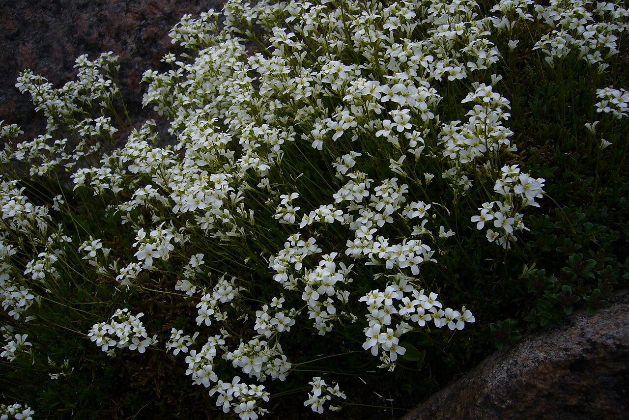 Running rockcress: Die Gänsekressen (Arabis) bilden eine Pflanzengattung in der Familie der Kreuzblütengewächse