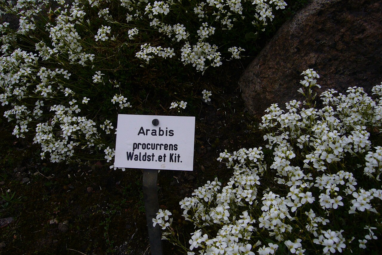 Running rockcress: Die Gänsekressen (Arabis) bilden eine Pflanzengattung in der Familie der Kreuzblütengewächse