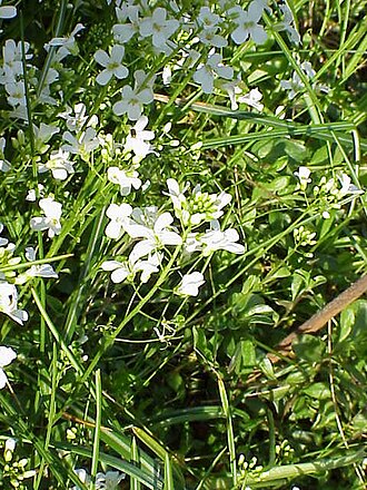 Running rockcress (Arabis procurrens)