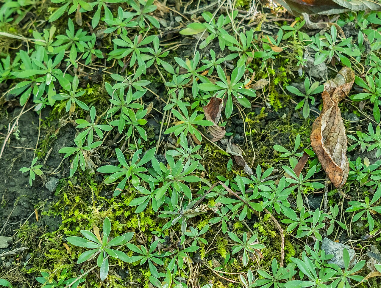 Running rockcress: Arabis procurrens in La Jaÿsinia Botanical Garden in Samoëns, Haute-Savoie, France