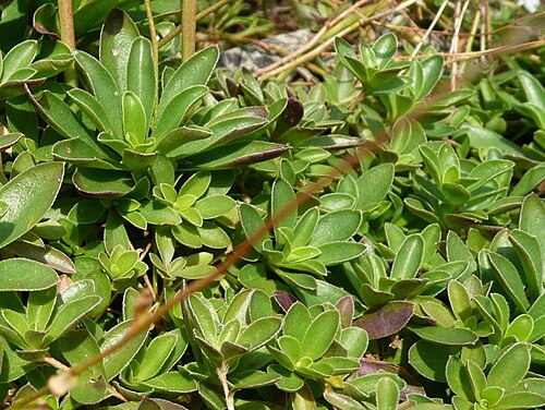 Running rockcress: Botanischer Garten Erlangen, 2008