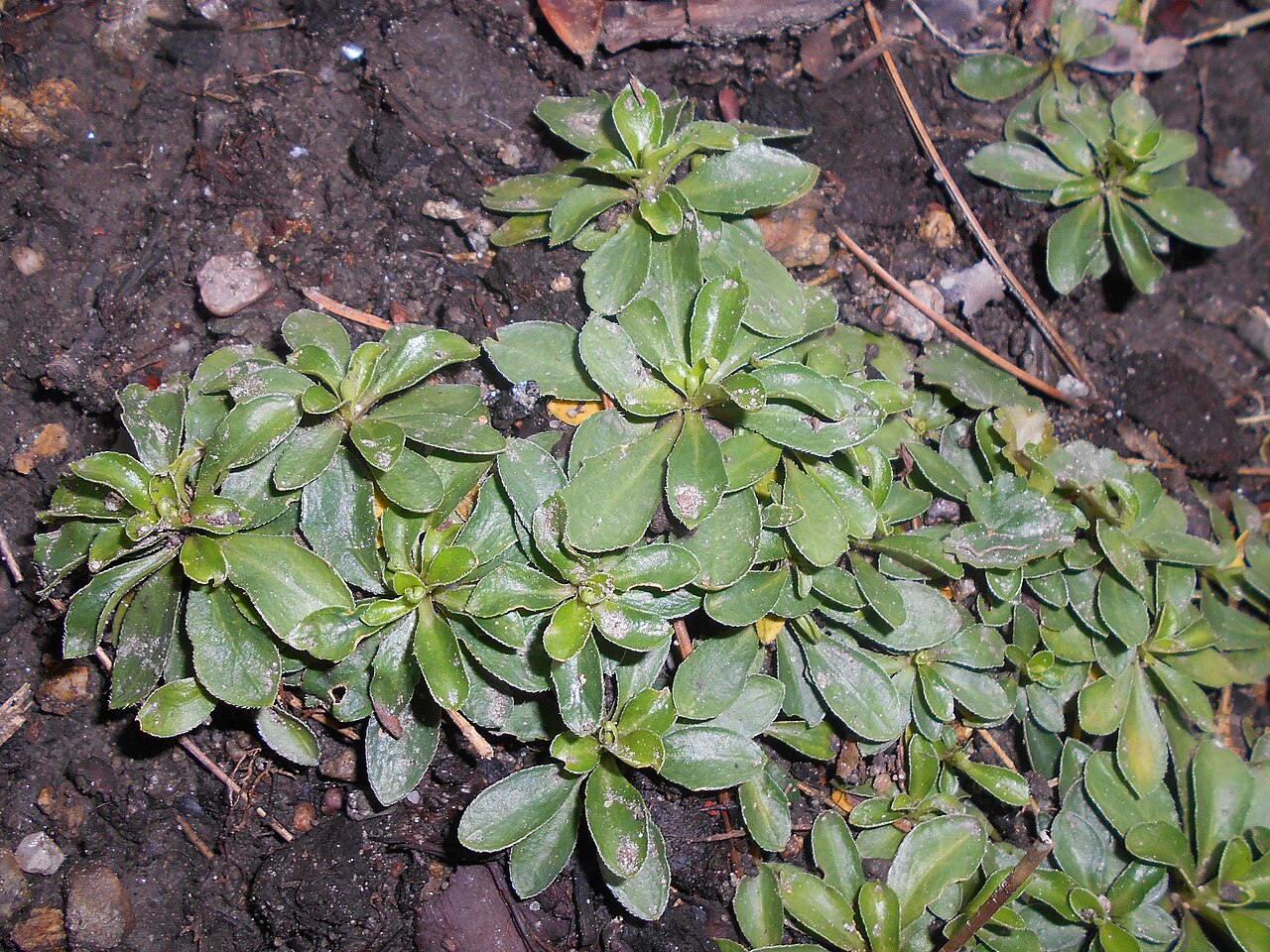 Running rockcress: Gęsiówka wczesna ( Arabis procurrens ), Ogród Botaniczny Uniwersytetu Wrocławskiego.