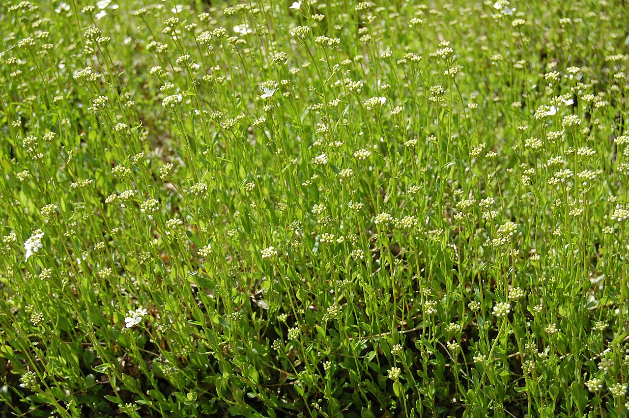 Running rockcress: Arabis procurrens