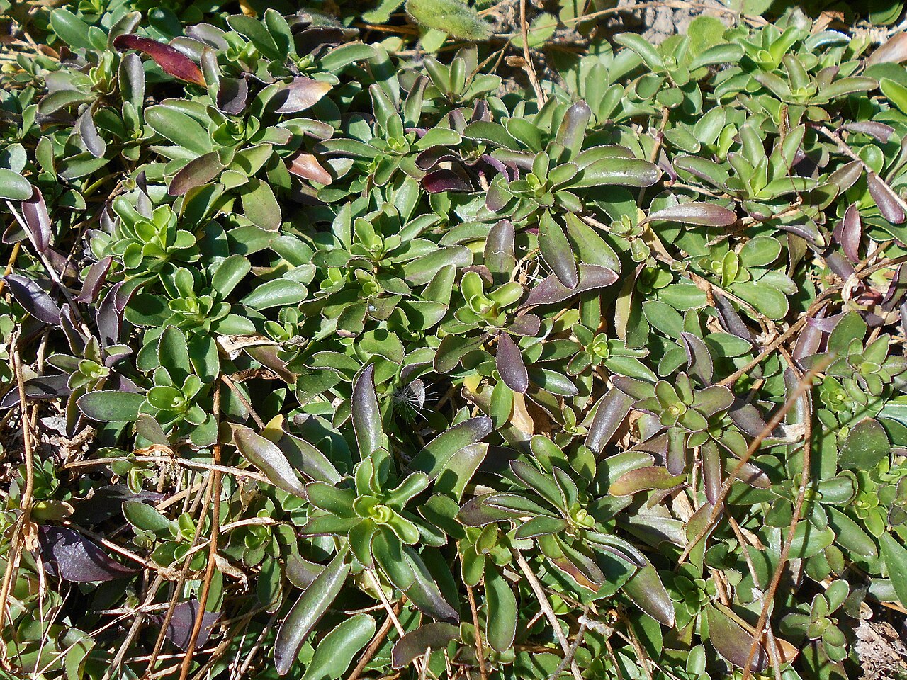 Running rockcress: Arabis procurrens , UMCS Botanical Garden in Lublin, Poland.