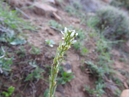 Arabis pubescens (Arabis pubescens)