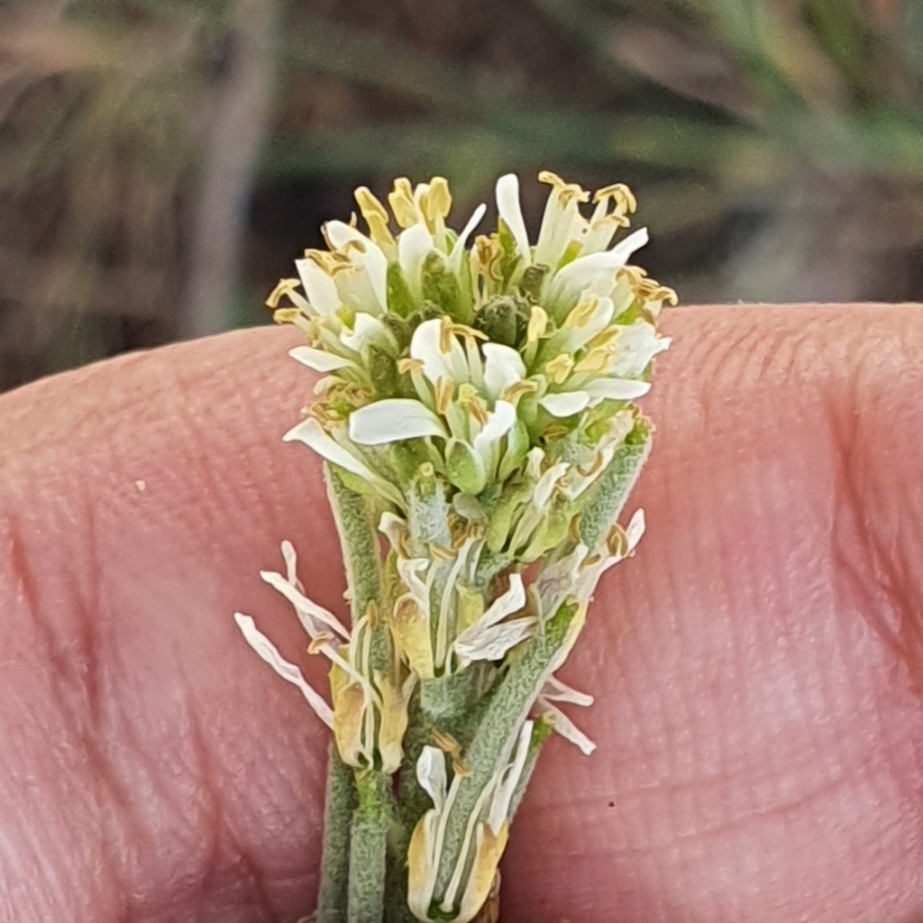 Arabis pubescens (Arabis pubescens)