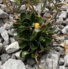 Arabis pumila (Arabis pumila)