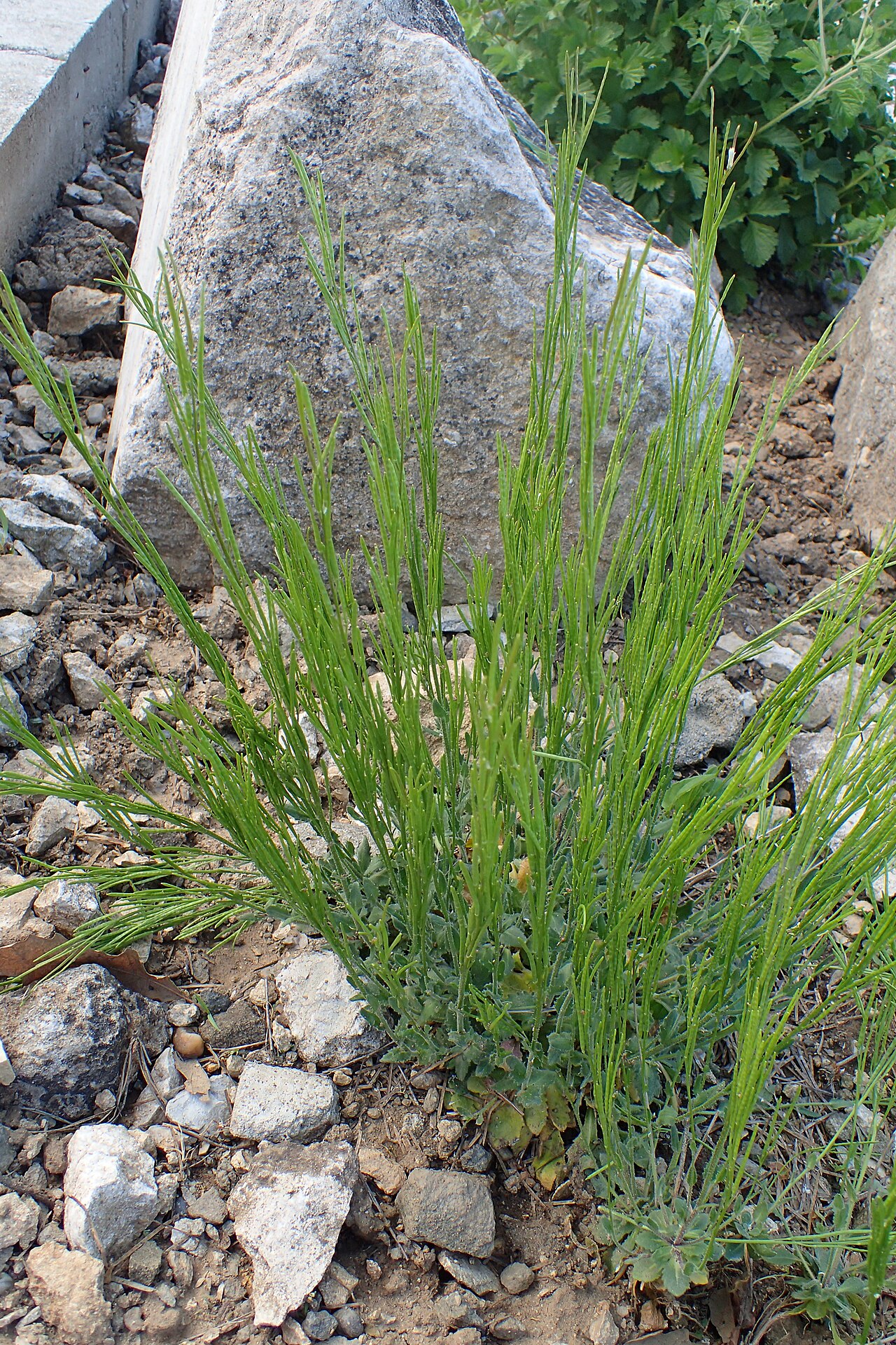 Arabis pumila: Arabis pumila in Jibou Botanical Garden