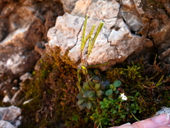Arabis pumila (Arabis pumila)