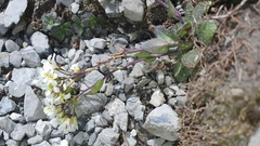 Arabis pumila (Arabis pumila)