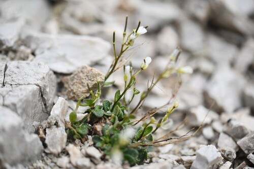 Arabis pumila (Arabis pumila)