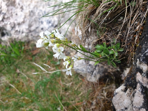Arabis pumila (Arabis pumila)