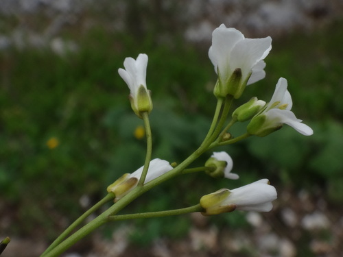 Arabis pumila (Arabis pumila)
