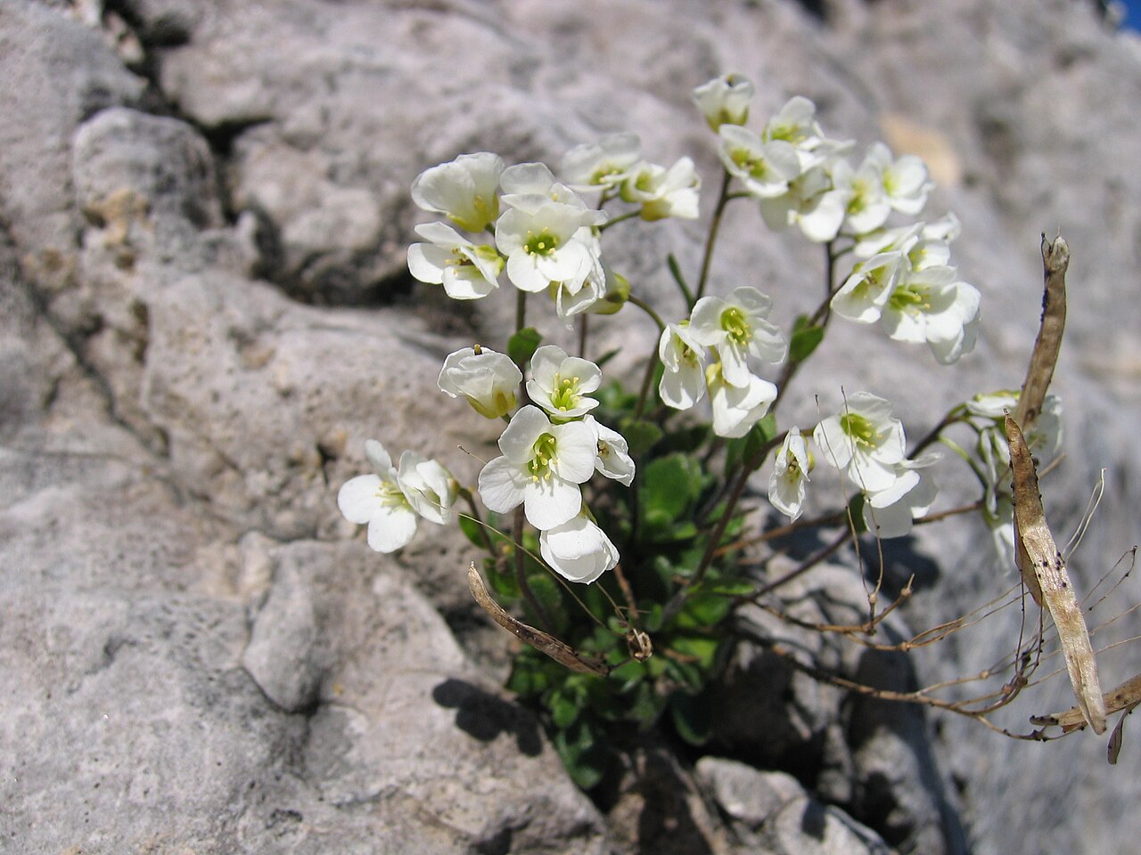 Arabis pumila: Arabis pumila, Faulkogel, Radstädter Tauern, Österreich