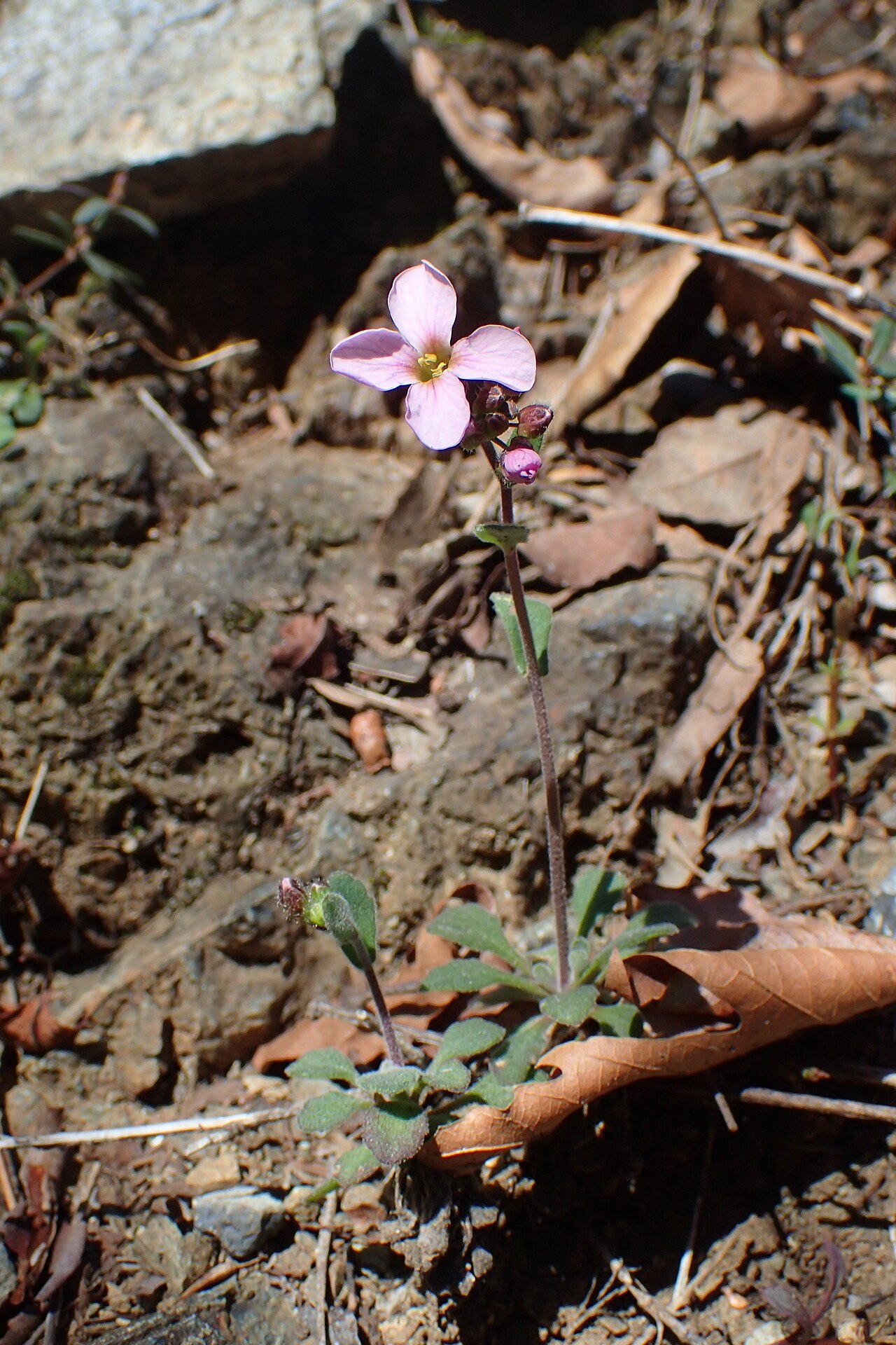 Arabis purpurea: Arabis purpurea near Caledonia Waterfall, Cyprus
