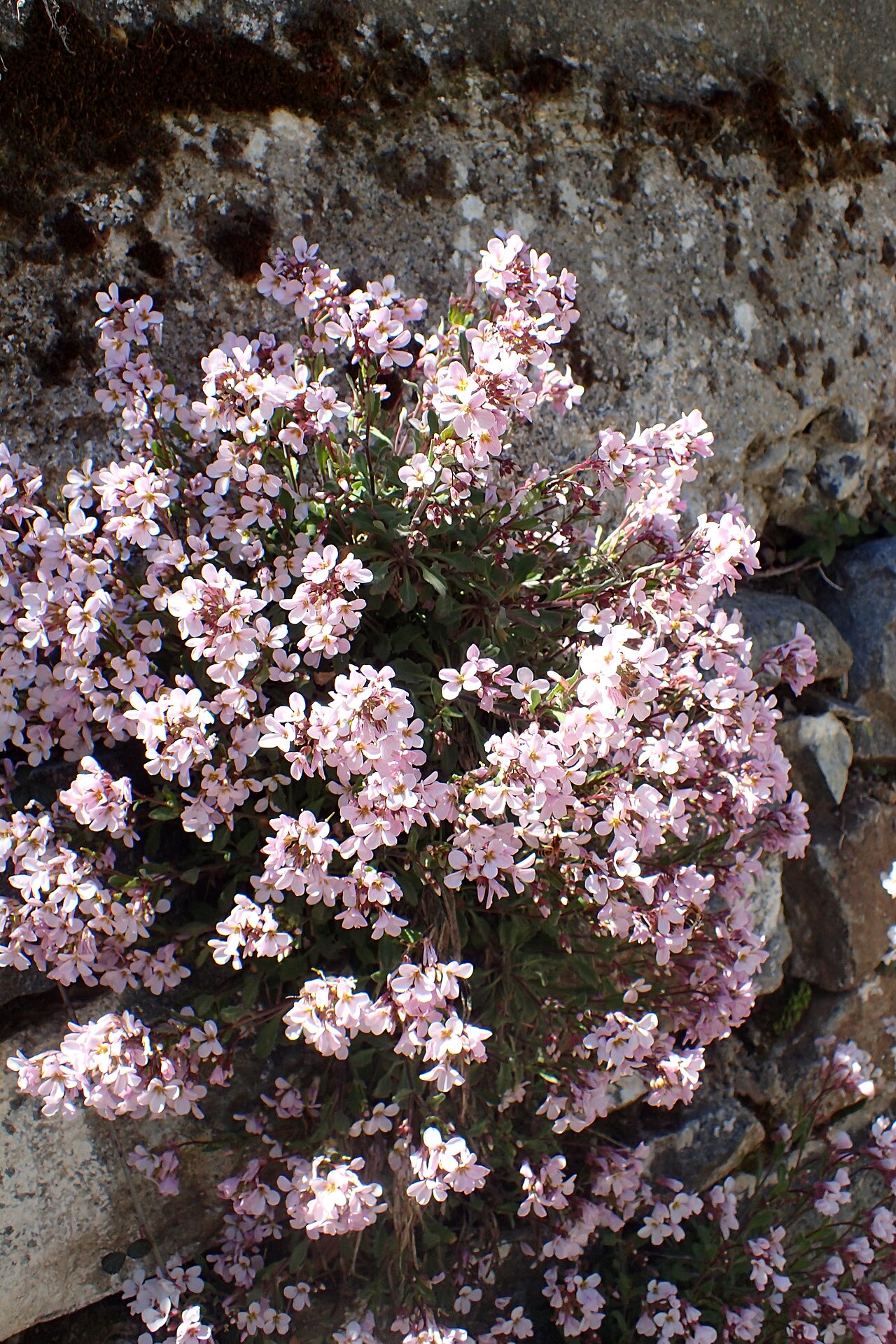 Arabis purpurea: Arabis purpurea near Caledonia Waterfall, Cyprus