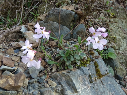 Arabis purpurea (Arabis purpurea)