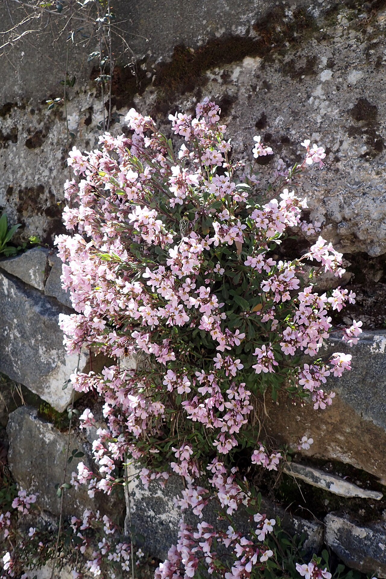 Arabis purpurea: Arabis purpurea near Caledonia Waterfall, Cyprus