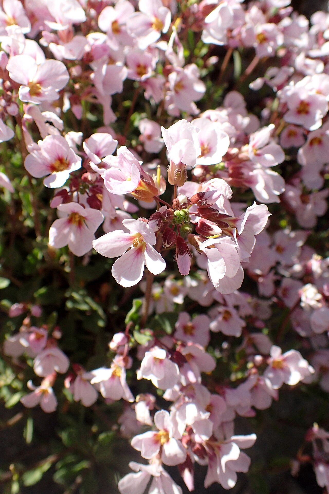 Arabis purpurea: Arabis purpurea near Caledonia Waterfall, Cyprus