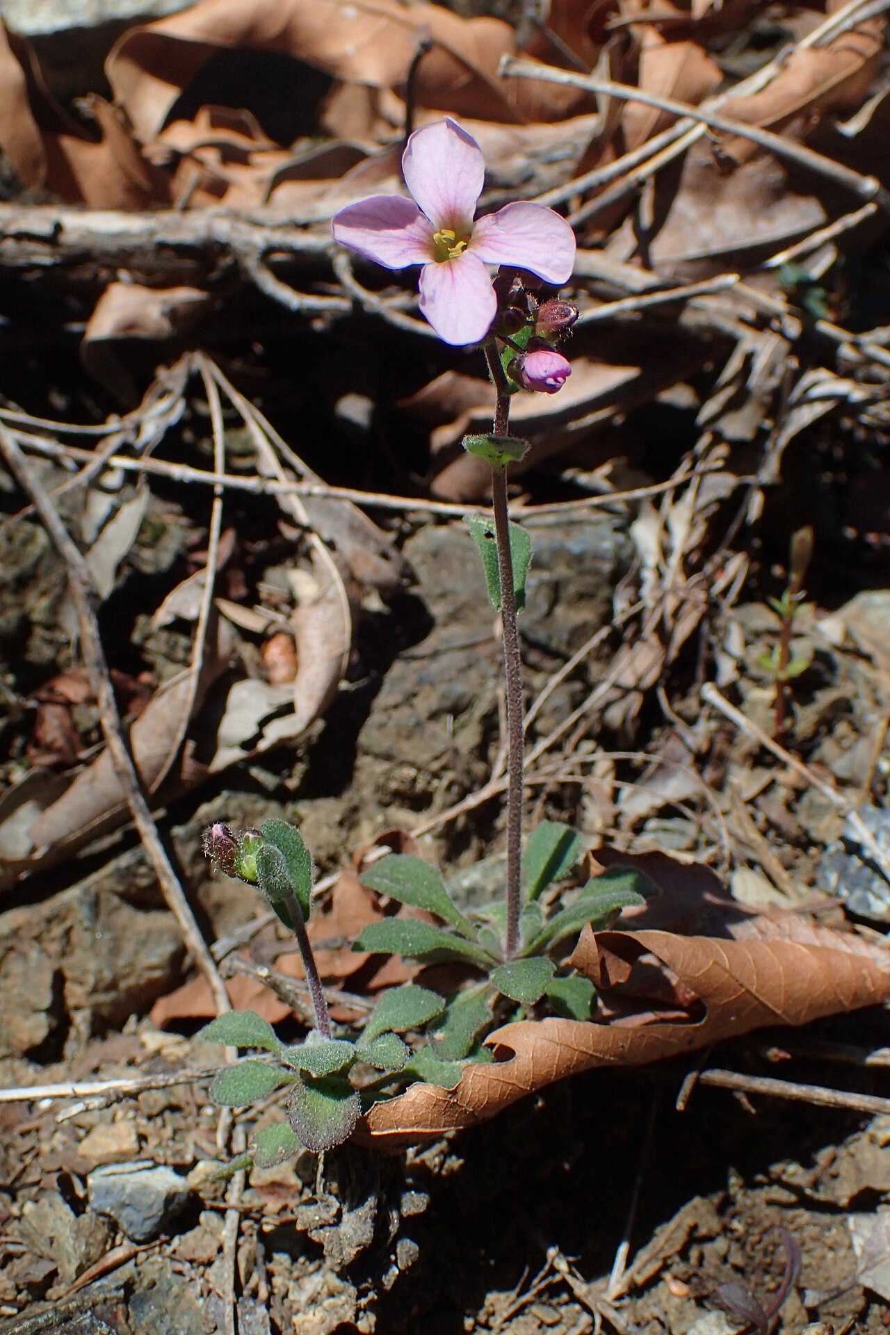 Arabis purpurea: Arabis purpurea near Caledonia Waterfall, Cyprus