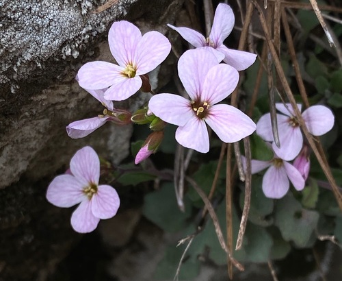 Arabis purpurea (Arabis purpurea)