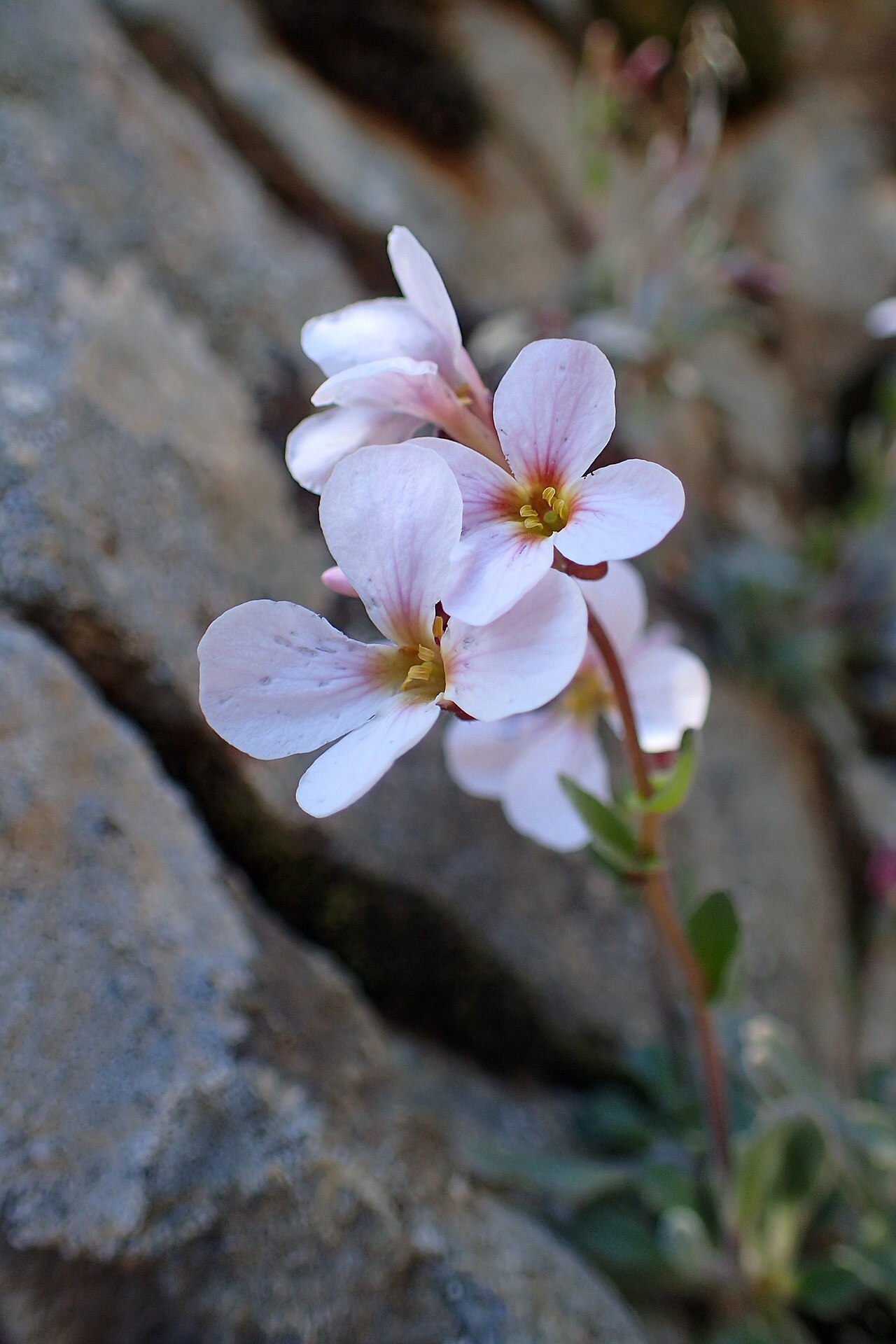 Arabis purpurea: Arabis purpurea near Caledonia Waterfall, Cyprus