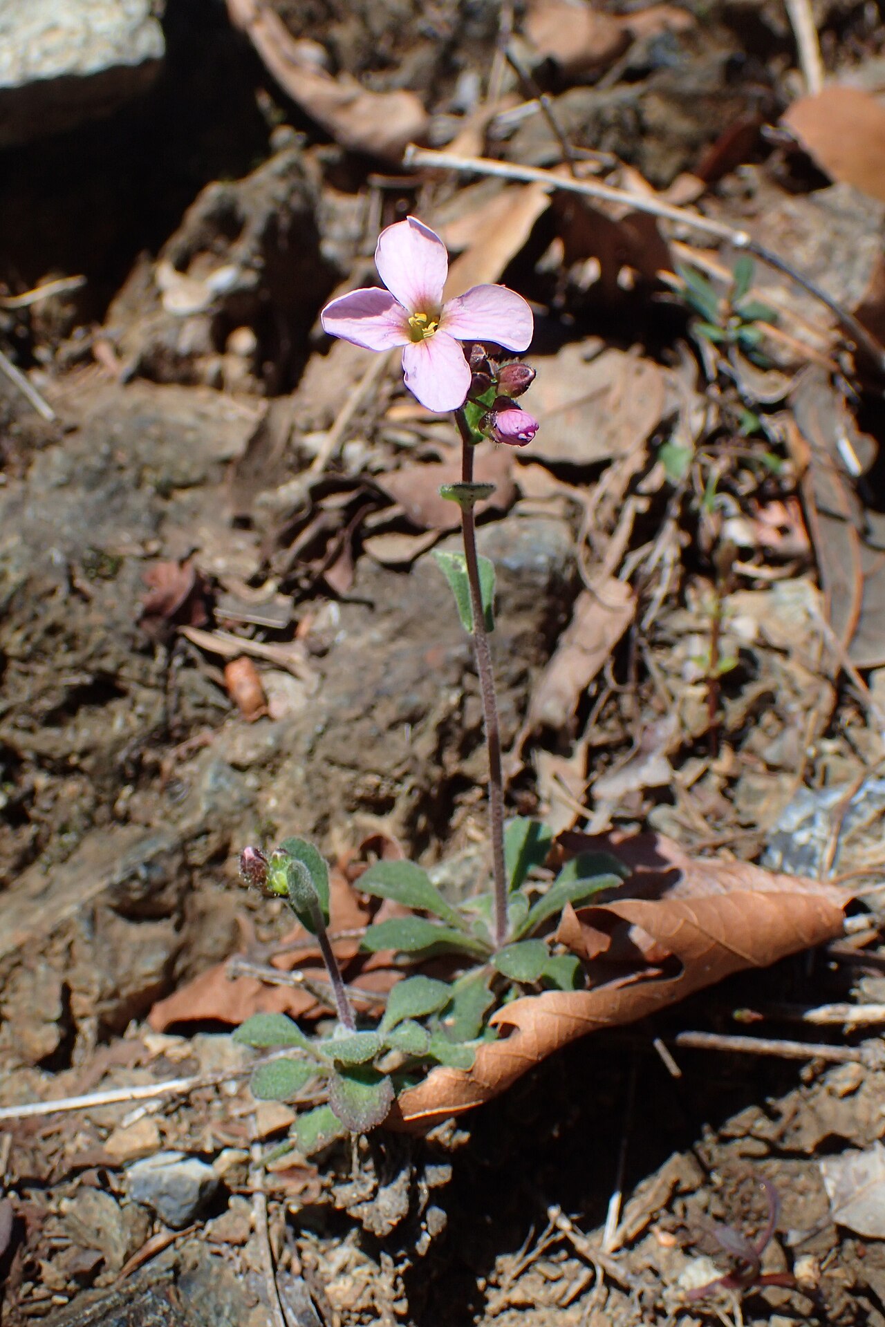 Arabis purpurea: Arabis purpurea near Caledonia Waterfall, Cyprus