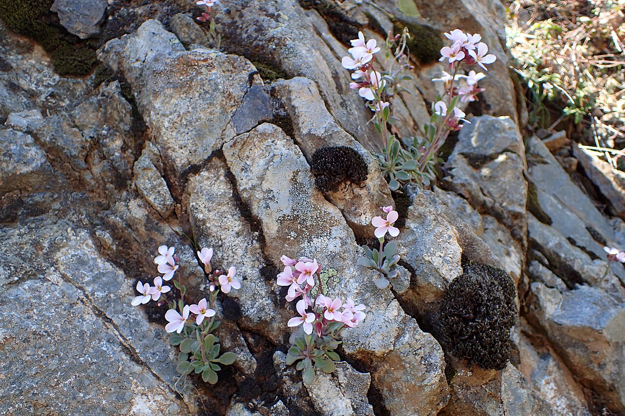 Arabis purpurea: Arabis purpurea near Caledonia Waterfall, Cyprus