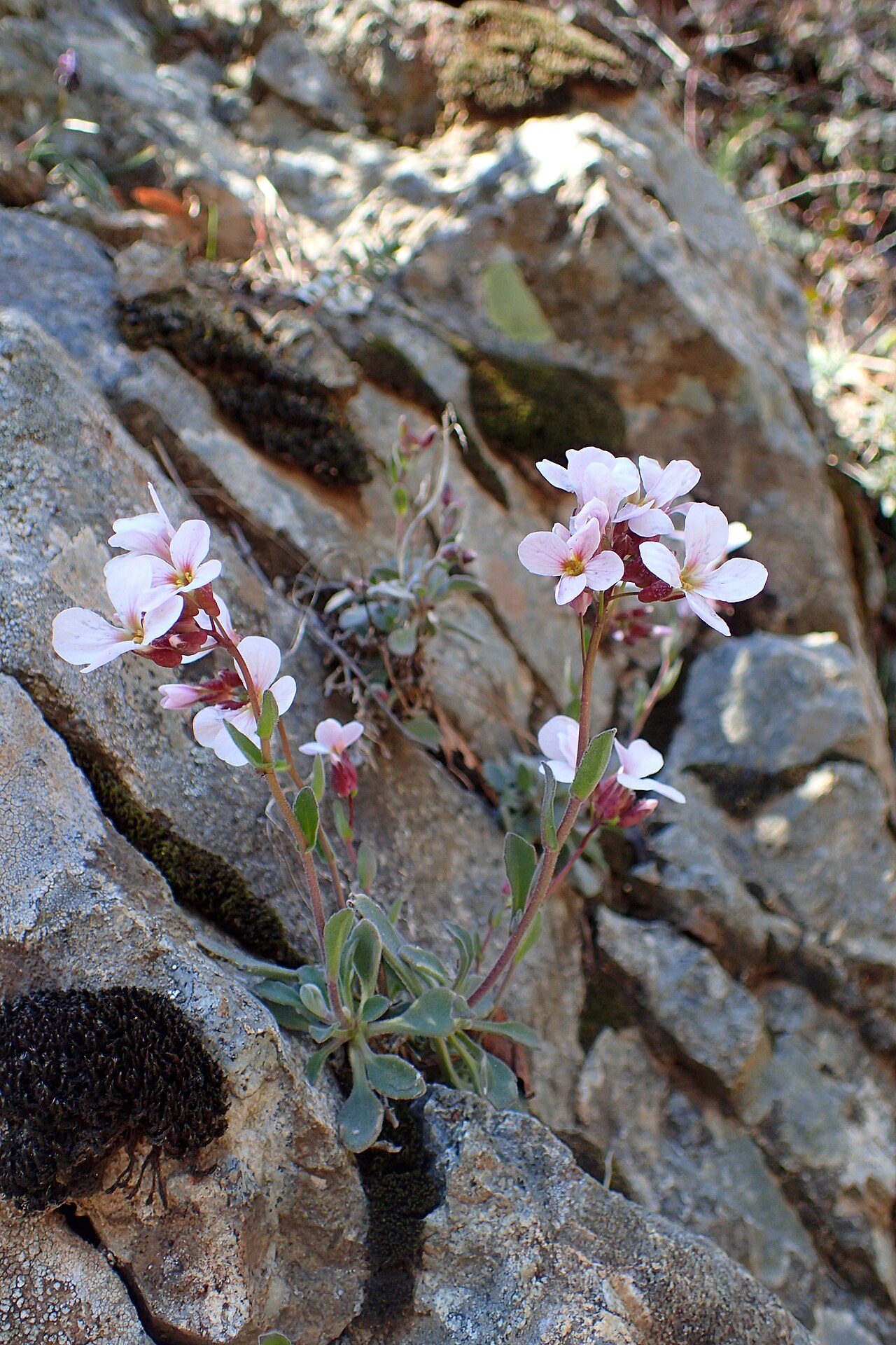 Arabis purpurea: Arabis purpurea near Caledonia Waterfall, Cyprus